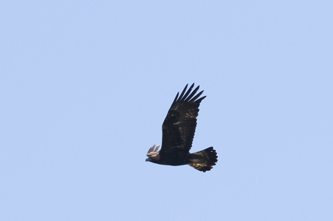 Aigle royal - Aquila chrysaetos