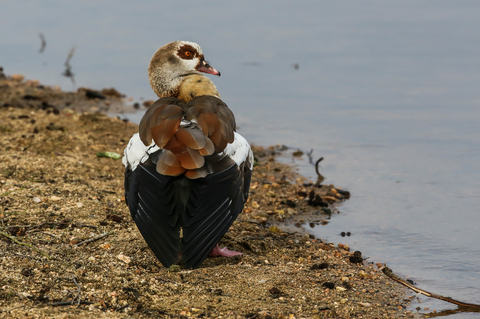 Alopochen aegyptiacus (lac d'Autun, janv.2015)