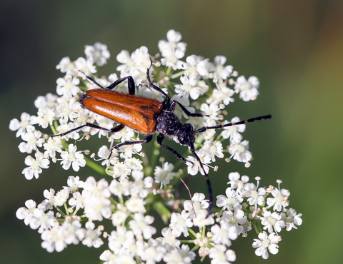 Anastrangalia dubia