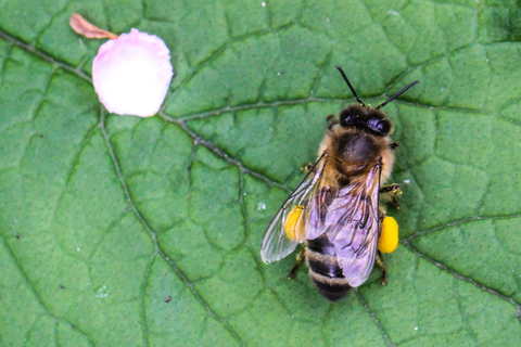 Apis mellifera