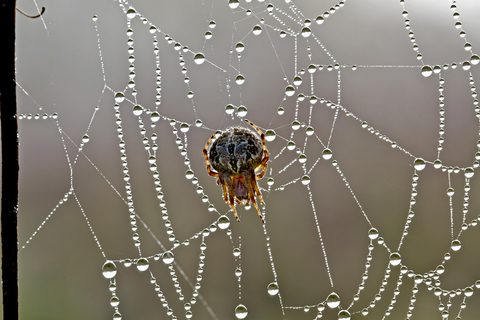 Araneus diadematus