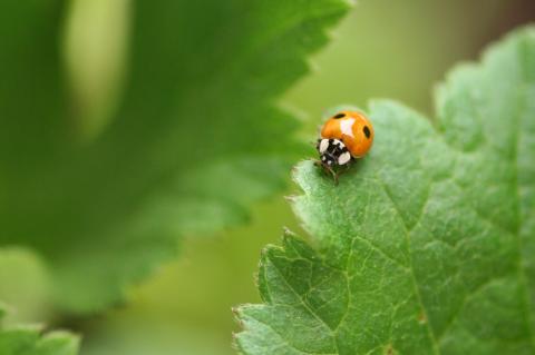 Adalia bipunctata 