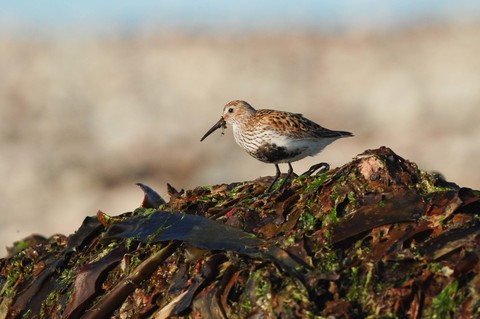 Bécasseau variable - Calidris alpina