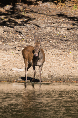 Biche, forêt de Boutissaint