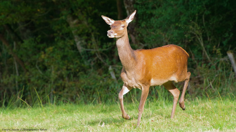 Biche - Cervus elaphus