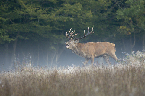 Brame du cerf