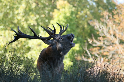 Brame du cerf