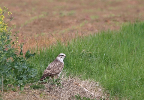 Buse variable