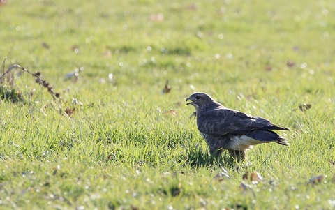 Buse variable