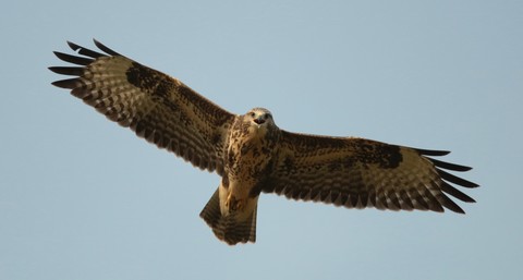 buse variable