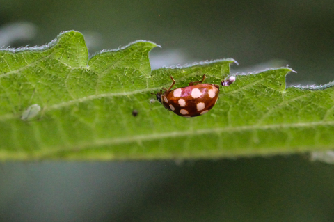 Calvia quatuordecimguttata, une coccinelle asiatique