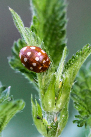 Calvia quatuordecimguttata