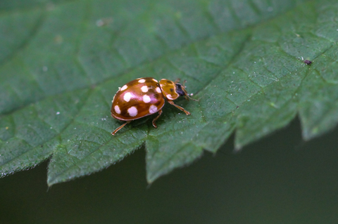 Calvia quatuordecimguttata