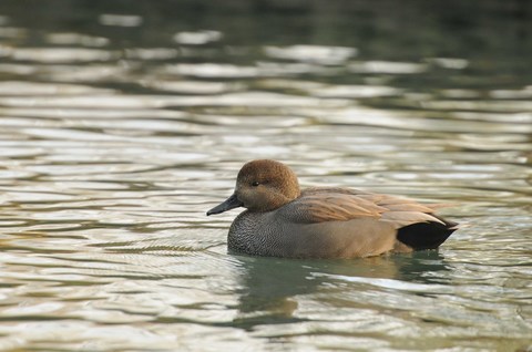 Canard chipeau - Mareca strepera