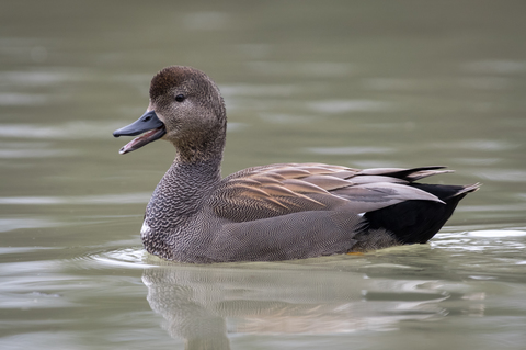 Canard chipeau - Mareca strepera