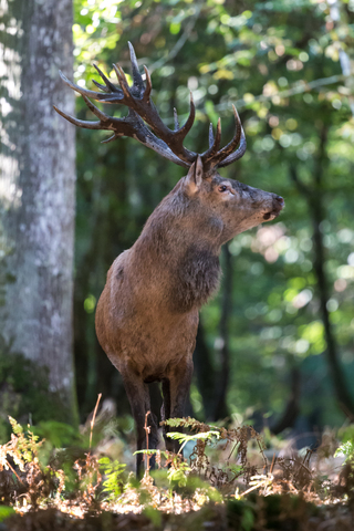 Cerf élaphe (forêt de Boutissaint)