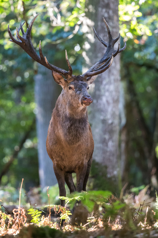 Cerf élaphe, forêt de Boutissaint