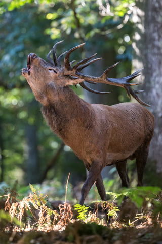 Cerf élaphe, forêt de Boutissaint