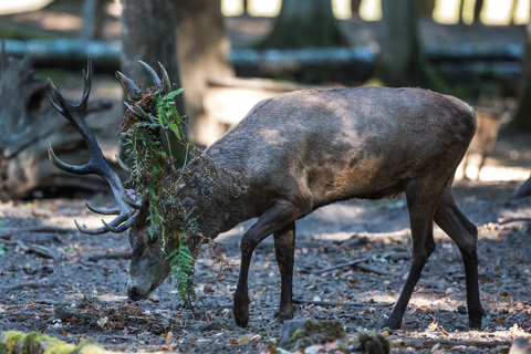 Cerf élaphe, forêt de Boutissaint