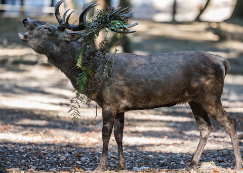 Cerf élaphe, forêt de Boutissaint