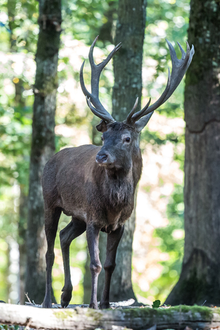 Cerf élaphe, forêt de Boutissaint