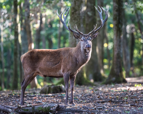 Cerf élaphe, forêt de Boutissaint