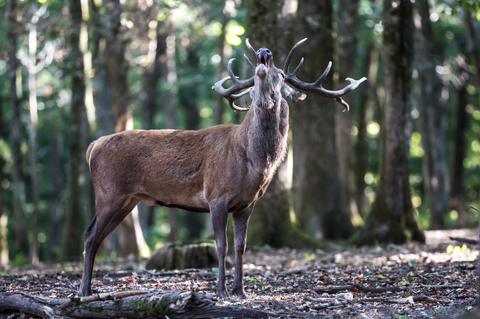 Cerf élaphe, forêt de Boutissaint