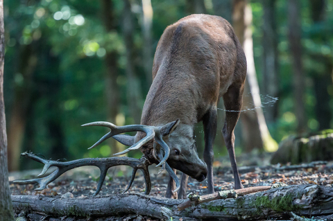 Cerf élaphe, forêt de Boutissaint