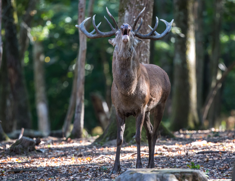 Cerf élaphe, forêt de Boutissaint