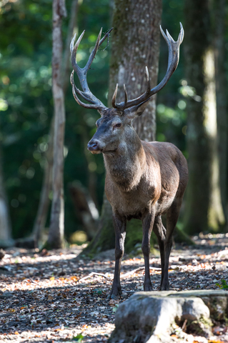 Cerf élaphe, forêt de Boutissaint