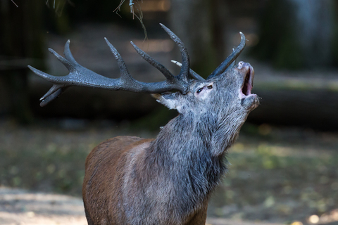 Cerf élaphe, forêt de Boutissaint