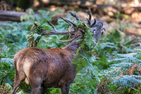 Cerf élaphe, forêt de Boutissaint