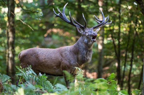 Cerf élaphe, forêt de Boutissaint