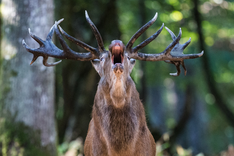 Cerf élaphe, forêt de Boutissaint