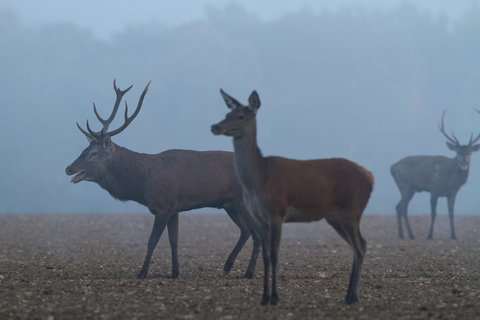 Cerfs et biches durant le brame en Côte d'Or 