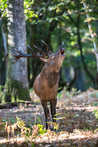 Cervus elaphus