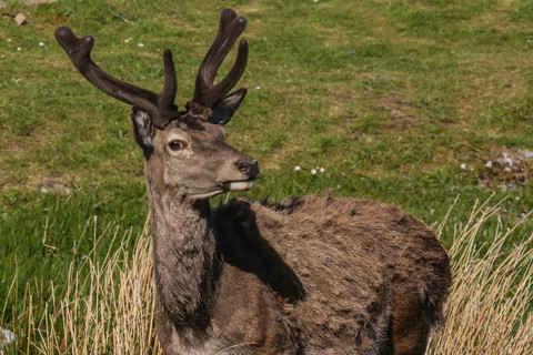 Cervus elaphus