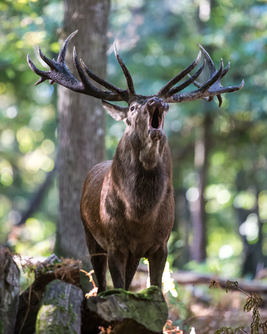 Cervus elaphus