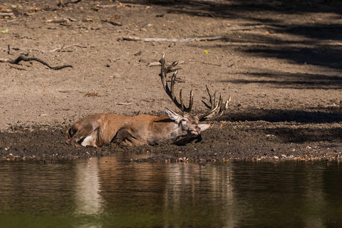 Cervus elaphus