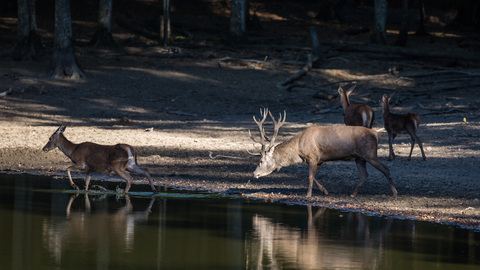 Cervus elaphus