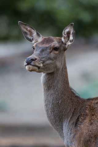 Cervus elaphus