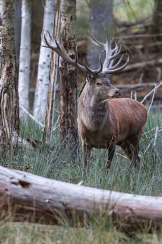 Cervus elaphus