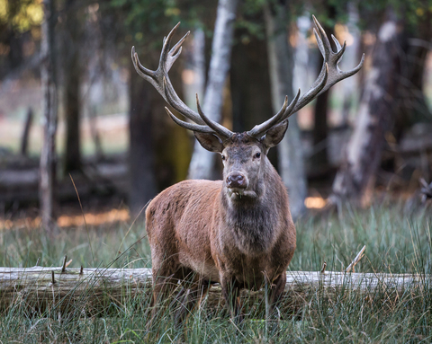 Cervus elaphus