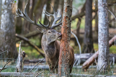 Cervus elaphus