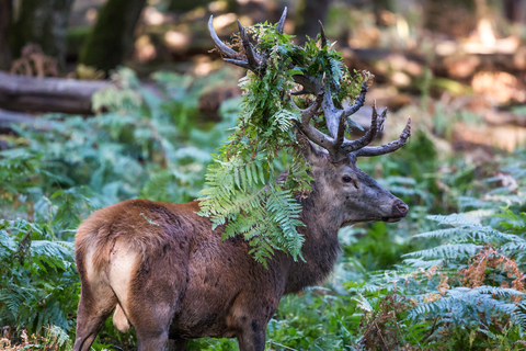 Cervus elaphus