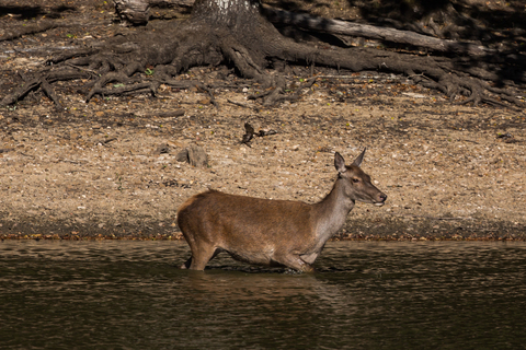 Cervus elaphus