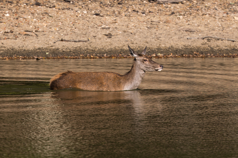 Cervus elaphus