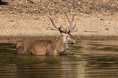 Cervus elaphus