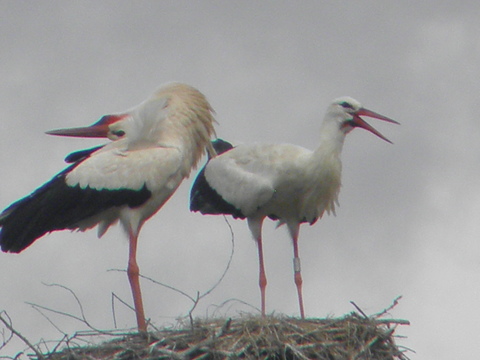 chant de reconnaissance