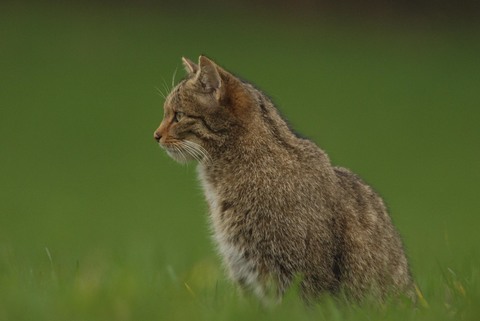 Chat sauvage - Felis silvestris